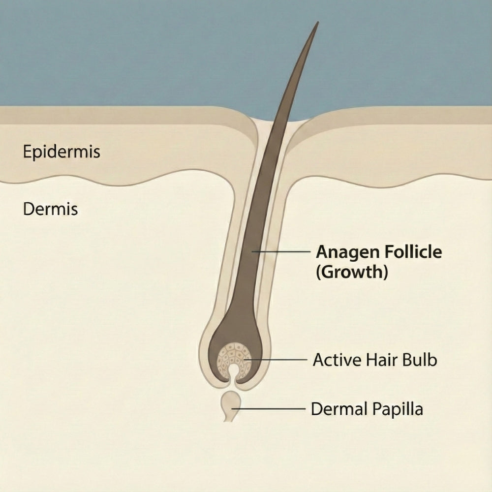 Illustratie van een haarfollikel in de anagene fase (groeifase), met weergave van epidermis, dermis, actieve haarbulb en dermale papil.
