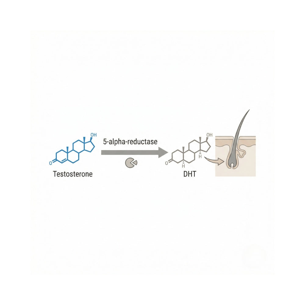 Schematische weergave van de omzetting van testosteron naar DHT via het enzym 5-alpha-reductase.
